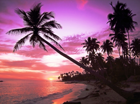 Dusk - ocean, beach, scenic, palm tree, paradise, sunset, purple, red, dusk