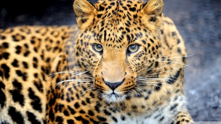 Leopard - leopard, panther, wild, cat