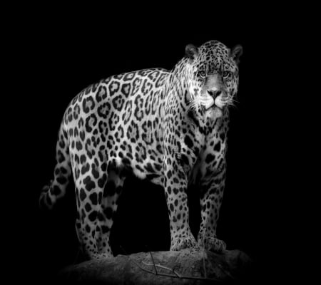 jaguar - male, cub, cat, female, wallpaper, sumatra, jaguar, angry cat, leopard, art, snow, big cats, animal, black panther, desktop, sister