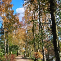 line of birch trees by a path along a river