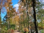 line of birch trees by a path along a river