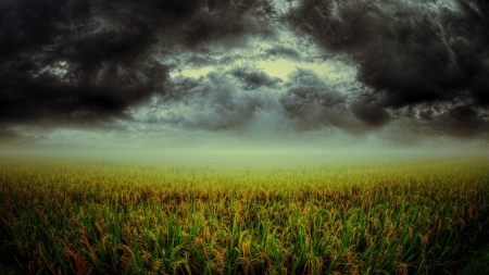 STORM - skies, fields, mist, landscape, dark clouds