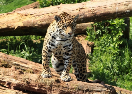 *** Leopard *** - leopard, animal, animals, cat, wild