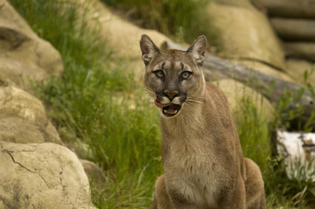 *** PUMA - wild cat *** - animal, puma, wild, cat, animals