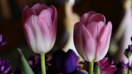 *** Purple tulips *** - flower, purple, tulips, flowers, nature