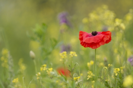 *** Summers smell hidden in the flowers *** - summer, flower, flowers, wild, nature