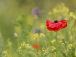 *** Summers smell hidden in the flowers ***