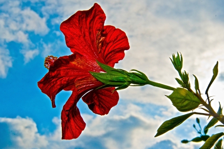 *** Hibiscus *** - flowers, flower, nature, hibiscus