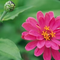 Pink Zinnia