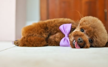 *** Poodle in a purple bowle *** - animal, dogs, dog, poddle, animals