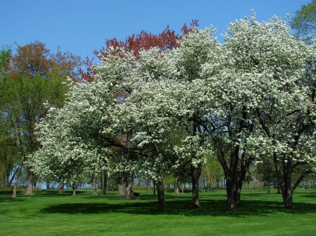 *** Flowering Trees *** - flower, flowers, flowering, trees, nature