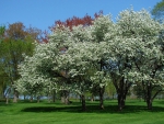 *** Flowering Trees ***