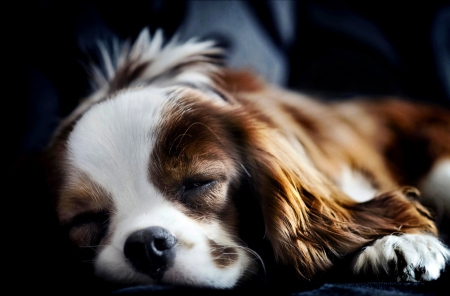 *** Spaniel *** - animal, animals, dogs, cute, puppy, spaniel, dog