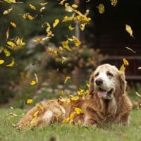 *** Golden retriever and autumn ***