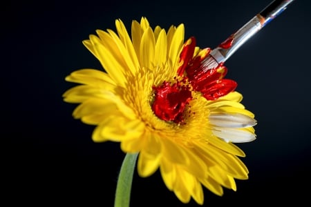 *** YELLOW GERBERA *** - flower, flowers, yellow, gerbera, nature