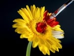 *** YELLOW GERBERA ***