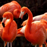 *** FLAMINGOS ***