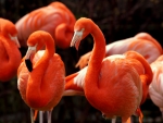 *** FLAMINGOS ***