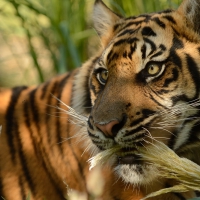 Tiger king
