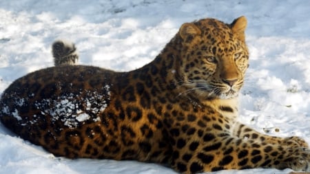 Jaguar-in-snow - leopard, pisica, leu, tigru