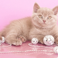 Cat-in-pink-background