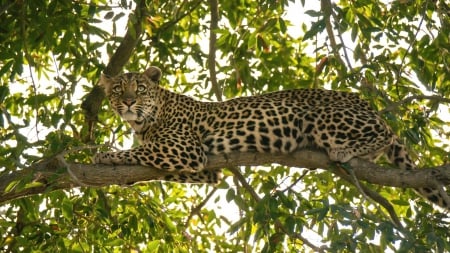 Leopard-on-tree - leopard, pisica, leu, tigru