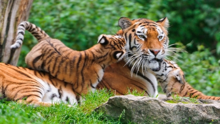 Mother and baby - jaguar, tigru, pisica, leu