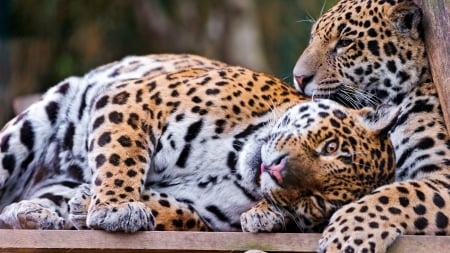 Cute-jaguar - jaguars, jaguar, cats, wild