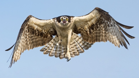 Flying-hawk