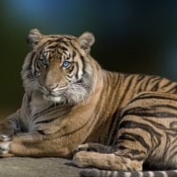 Blue-eyes-tiger