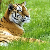 Tiger-in-grass