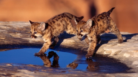 Leopard-cubs-pair - tigri, leopard, pisica, leu