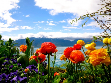 Lake flowers - pretty, summer, coast, landscape, mountain, flowers, shore, view, peak, lake, nice, sky, clouds, beautiful, snowy, lovely, colorful, nature, park