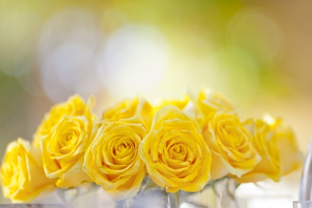 Yellow Splendor ~âœ¿~ - bright, magnificent, gorgeous, yellow, light, splendor