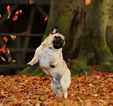 happy dance - fall, dog, dance, happy