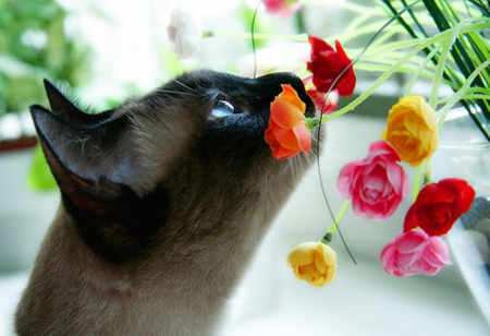 ♥ - flowers, cute, catts, cool, animals