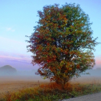 Autumn morning.