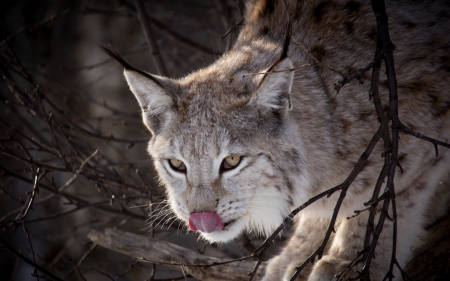 Lynx - cat, tongue, animal, lynx