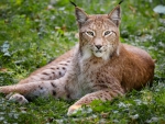 Lynx