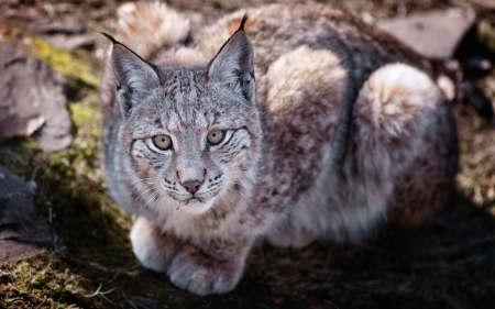 Lynx - animal, cat, jungle, lynx