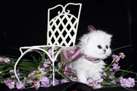 Adorable Persian Kitten - cat, animals, adorable, kitten