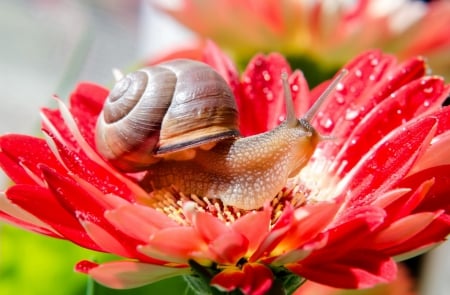 Snail on red flower - pretty, leaves, flowers, garbera, animal, red, garden, nice, beautiful, wet, lovely, sweet, flower, petals, snail, nature, cute