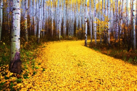 Golden Autumn - path, birches, colors, leaves