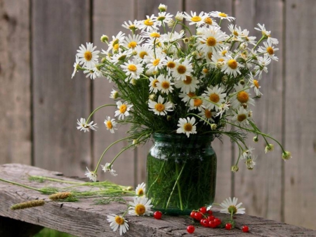 daisies - daisies, beauty, photo, still life