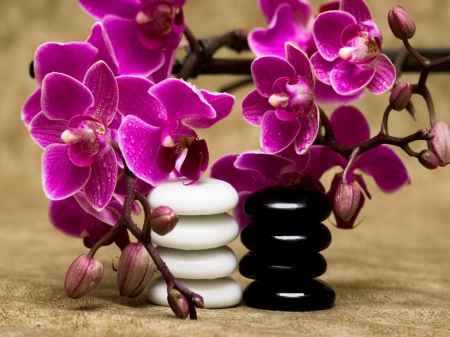 Spa orchids and stones - nice, orchids, buds, black, still life, white, purple, pretty, arrangement, relax, branches, lovely, beautiful, spa, flowers, stones, sprig