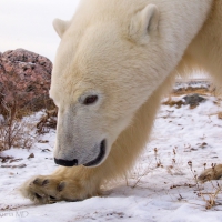 Polar Bear