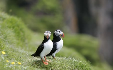 Puffin - puffin, animal, beak, bird