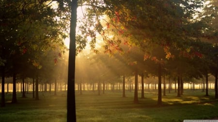 Morning light - forest, fall, wallpaper, landscape, rays, sun, hd, morning, sunlight, fog, scene, mist, nature, dawn, autumn