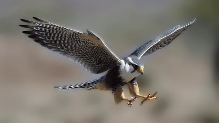 Falcon