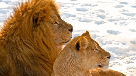 Lion and Lioness - jaguar, tigru, pisica, leu